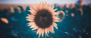 Photo d'un tournesol avec le logo Ka Design au centre de la fleur
