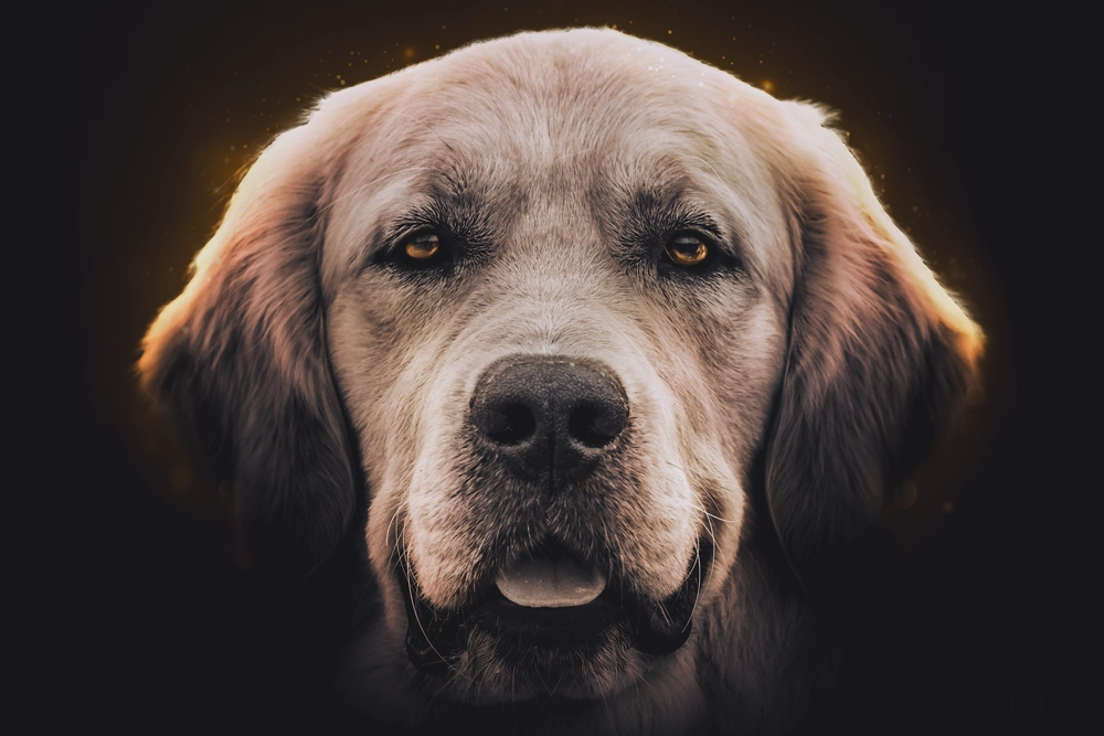 Portrait d'un Golden Retriever sur fond noir fixant l'objectif du photographe